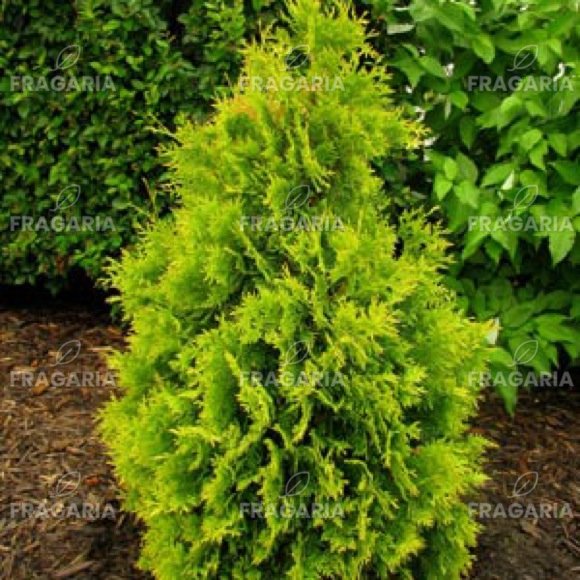 Nyugati tuja Yellow Ribbon, Thuja occidentalis 40 - 60 cm, kont. 3l ...