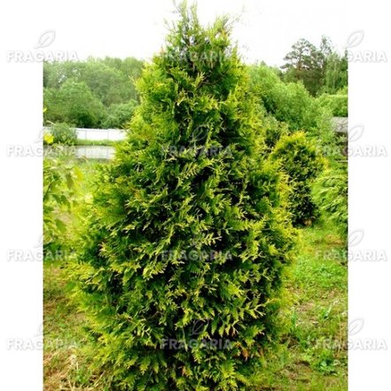 Nyugati tuja Aureospicata, Thuja occidentalis, 90 -100 cm, kont. 5l.