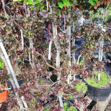 Közönséges bükk Brathay's Purple', Fagus sylvatica 160 - 200 cm, kont. 20l