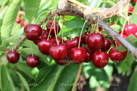 Cseresznye Tamara, Cerasus avium 130 -170 cm, 5-ös tartály