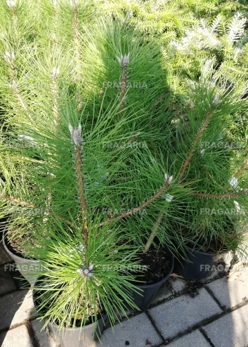 Feketefenyő, Pinus nigra subsp. nigra 40 - 50 cm, kont. 3l