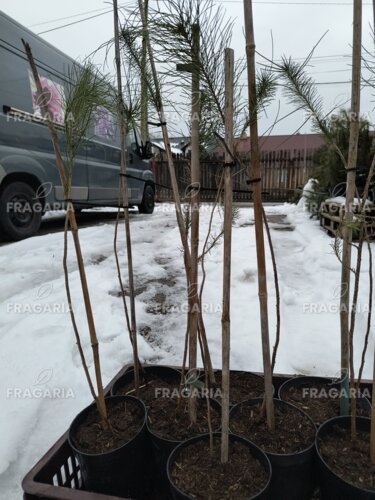 Mandulafenyő, Pinus pinea, kont. 1L.