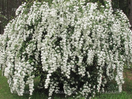 Kerti gyöngyvessző, Spiraea × vanhouttei,  20 cm, kont. 2l.