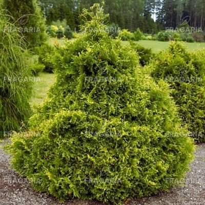 Nyugati tuja Stolwijk, Thuja occidentalis 40 - 60 cm, kont. 3l