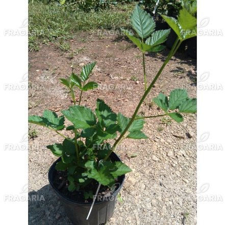 Fekete szeder Triple Crown, Rubus fruticosus 30 - 40 cm kont. 0,5 I
