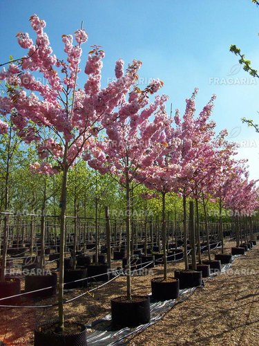 Japán cseresznye Kanzan, Prunus serrulata 120 - 180 cm, kont. 10I