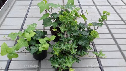 Borostyán, Hedera helix 20 cm, kont. 0,5l