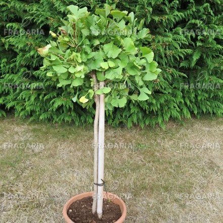 Páfrányfenyő, Mariken, Ginkgo Biloba 150 - 170 cm, kont. 10