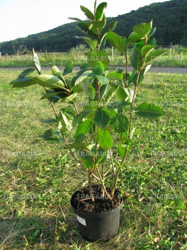 Fekete berkenye Viking, Aronia melanocarpa kont .1l