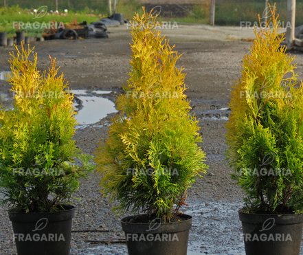 Nyugati tuja Golden Anne, Thuja occidentalis 40 - 50 cm, kont. 3l