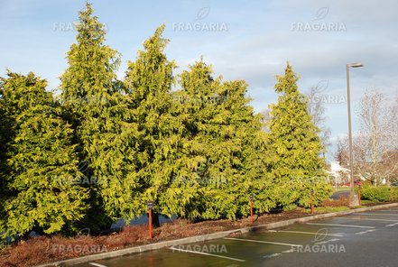 Fonalas tuja Sunshine, Thuja plicata, 60 - 70 cm, kont. 3l