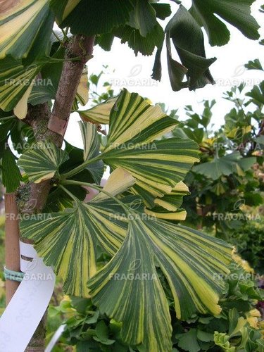 Páfrányfenyő Peve Lobo, Ginkgo Biloba, 50 - 100 cm, kont. 5l