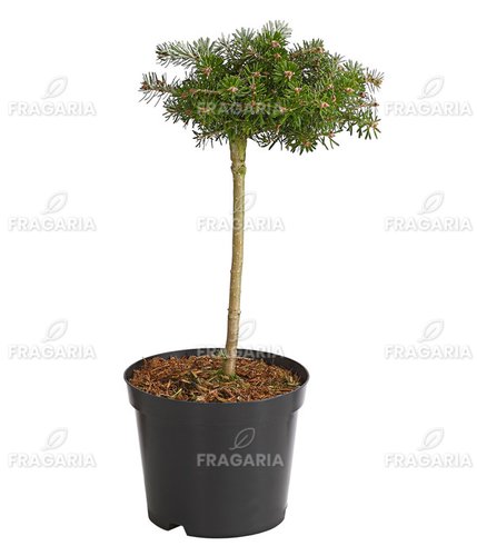 Koreai jegenyefenyő Kristalkugel, Abies koreana  kont. C5 na 40 cm