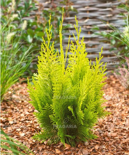 Oregoni hamisciprus Ivonne, Chamaecyparis lawsoniana 40 - 60 cm, kont. 3l