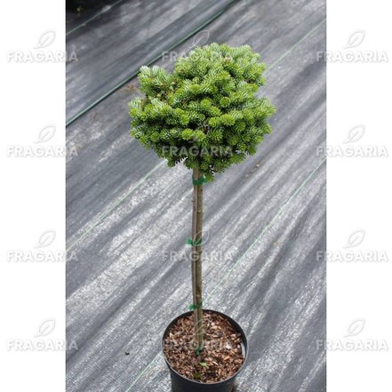 Koreai jegenyefenyő Kristalkugel, Abies koreana  kont. C5 na 40 cm