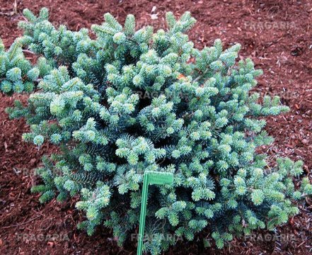 Koreai jegenyefenyő Blauer Pfiff , Abies koreana, kont. C3  20 – 25 cm