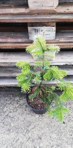 Közönséges jegenyefenyő Barabits Star, Abies alba, 30 - 40 cm, kont. 4l