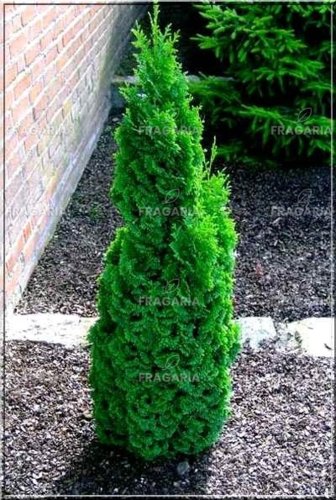 Nyugati tuja Brobeck Tower, Thuja occidentalis 30 - 40 cm, kont. 3l