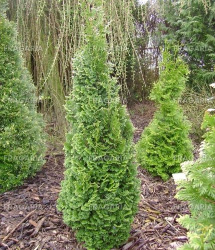 Nyugati tuja Brobeck Tower, Thuja occidentalis 30 - 40 cm, kont. 3l