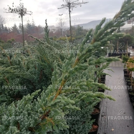 Nepáli boróka Blue compact, Juniperus squamata, törzsek 70 – 80 cm, kont. 5l
