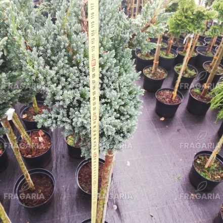 Nepáli boróka Blue compact, Juniperus squamata, törzsek 70 – 80 cm, kont. 5l