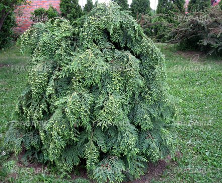 Oregoni hamisciprus Globosa, Chamaecyparis lawsoniana 30 - 40 cm, kont. 3l