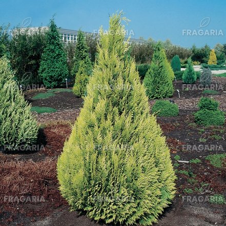 Oregoni hamisciprus Ivonne, Chamaecyparis lawsoniana 40 - 60 cm, kont. 3l