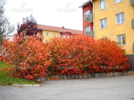 Fekete berkenye Viking, Aronia melanocarpa kont .1l