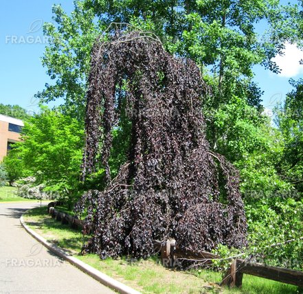 Közönséges bükk Purpurea Pendula,Fagus sylvatica 150 - 170 cm, kont. 5l