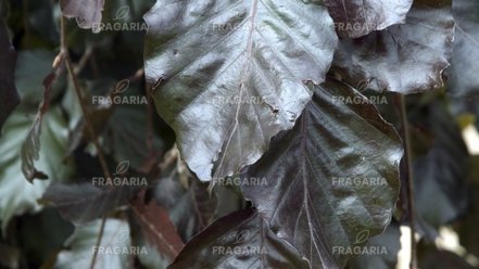 Közönséges bükk Black Swan, Fagus sylvatica 130 - 150 cm, kont. 20l