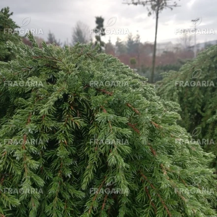 Közönséges boróka Greenmantle, Juniperus communis 15 - 20 cm, kont. 10l