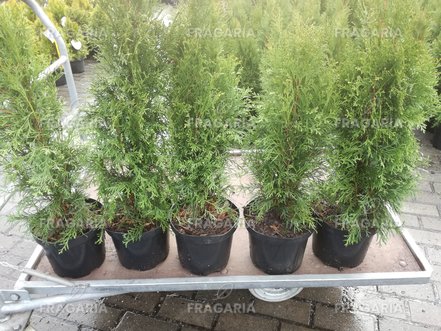 Nyugati tuja Smaragd, Thuja occidentalis 40 - 60 cm, kont. 3l