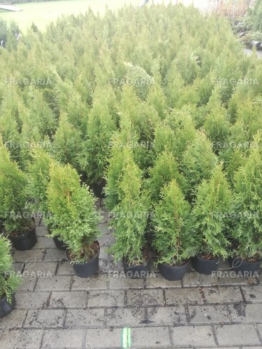 Nyugati tuja Smaragd, Thuja occidentalis 40 - 60 cm, kont. 3l