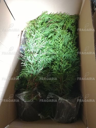 Nyugati tuja Smaragd, Thuja occidentalis 40 - 60 cm, kont. 3l