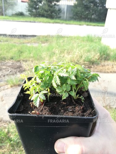 Japán szamócamálna Rubus illecebrosus, kont. 1l