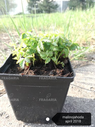 Japán szamócamálna Rubus illecebrosus, kont. 1l
