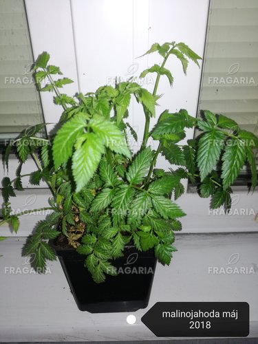 Japán szamócamálna Rubus illecebrosus, kont. 1l