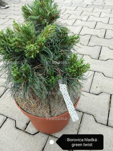 Simafenyő  Green Twist, Pinus strobus, kont. C7  30-40 cm