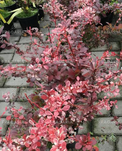 Japán vérborbolya Pink Queen, Berberis thunbergii, 20 - 30 cm kont. 3l