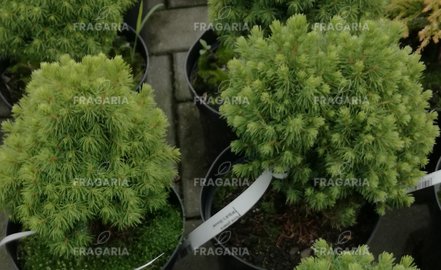 Ezüstfenyő Witch´s Broom, Picea glauca, 10 – 20 cm, kont. 3l