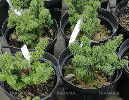 Balzsamfenyő Picolo, Abies balsamea, 10 - 15 cm, kont. 3l