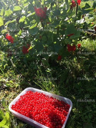 Piros ribizli Rolan, Ribes rubrum kon. 1,5l