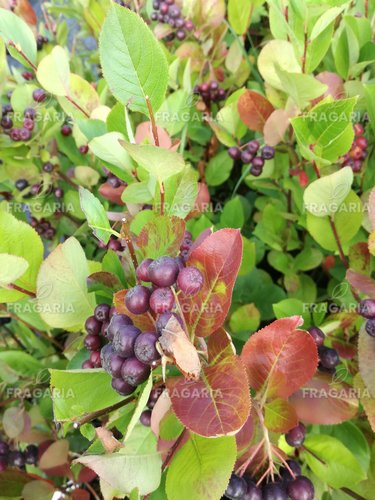 Fekete berkenye , Aronia x prunifolia Nero kont. 3l