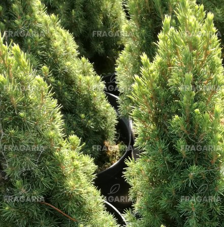 Ezüstfenyő  Jean's Dilly  Picea glauca 20 - 30 cm, kont. 3l