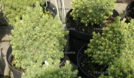 Ezüstfenyő  Dendrofarma Gold, Picea glauca, 20 – 30 cm, kont. 3l