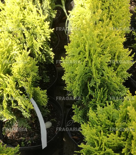 Keleti tuja Westmont, Platycladus orientalis, 20 – 30 cm.kontajner 3l