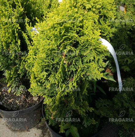 Keleti tuja Westmont, Platycladus orientalis, 20 – 30 cm.kontajner 3l