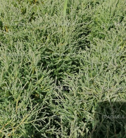 Nyugati tuja Mr Bowling Ball,  Thuja occidentalis , 20 – 30 cm, kontajner 3l