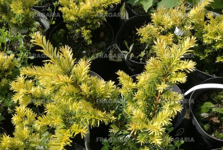 Japán tiszafa Aurescens, Taxus cuspidata, 20 – 30 cm, kont. 3l