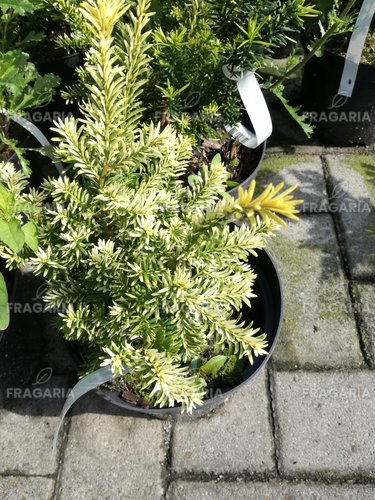 Közönséges tiszafa Elegantissima, Taxus baccata, 30 – 40 cm, kont. 3l
